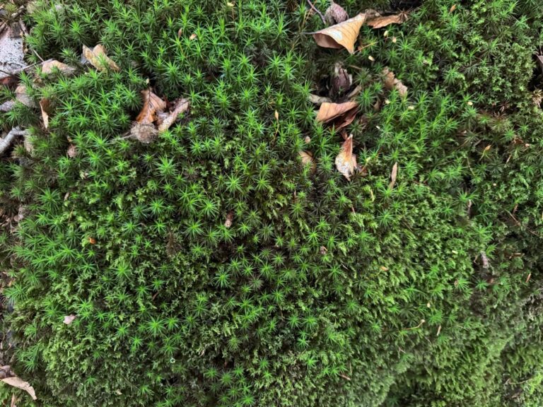 Eine Woche Auszeit mitten in der Feldberger Seenlandschaft